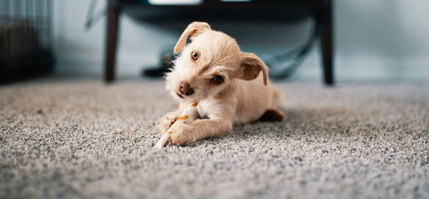 How-To-Keep-Your-Carpets-Clean-With-Dogs