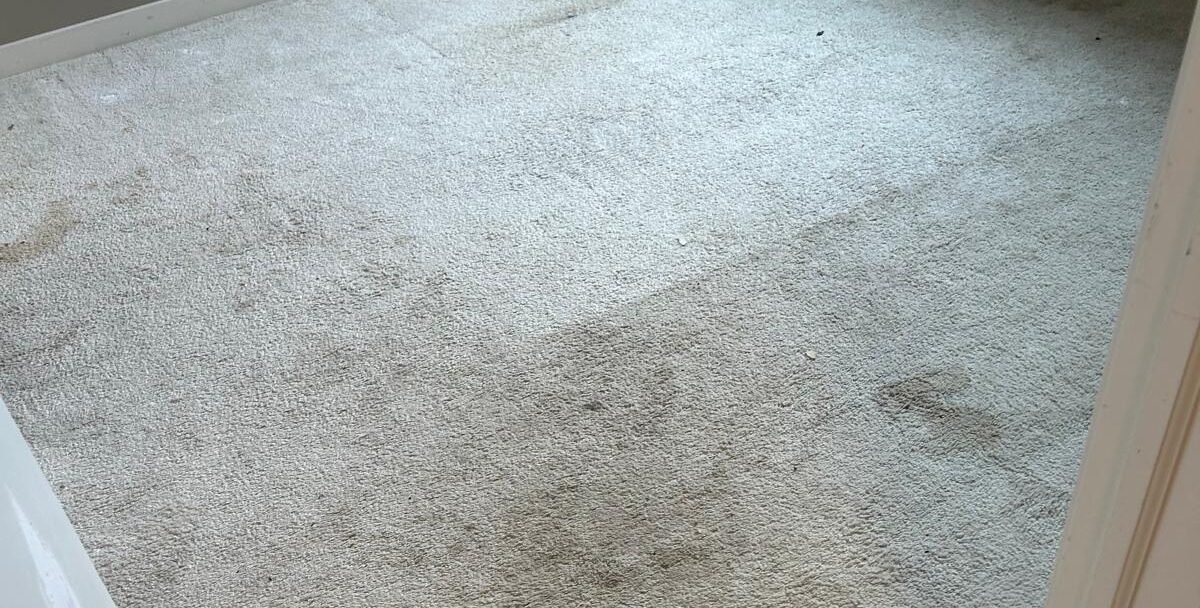 The Impact of Carpet Care on Allergies: How to Make Your Home a Safe Haven